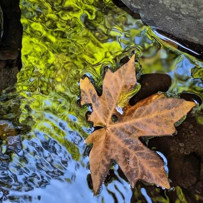 Leaf In a Pond - A. Lo'vhenas